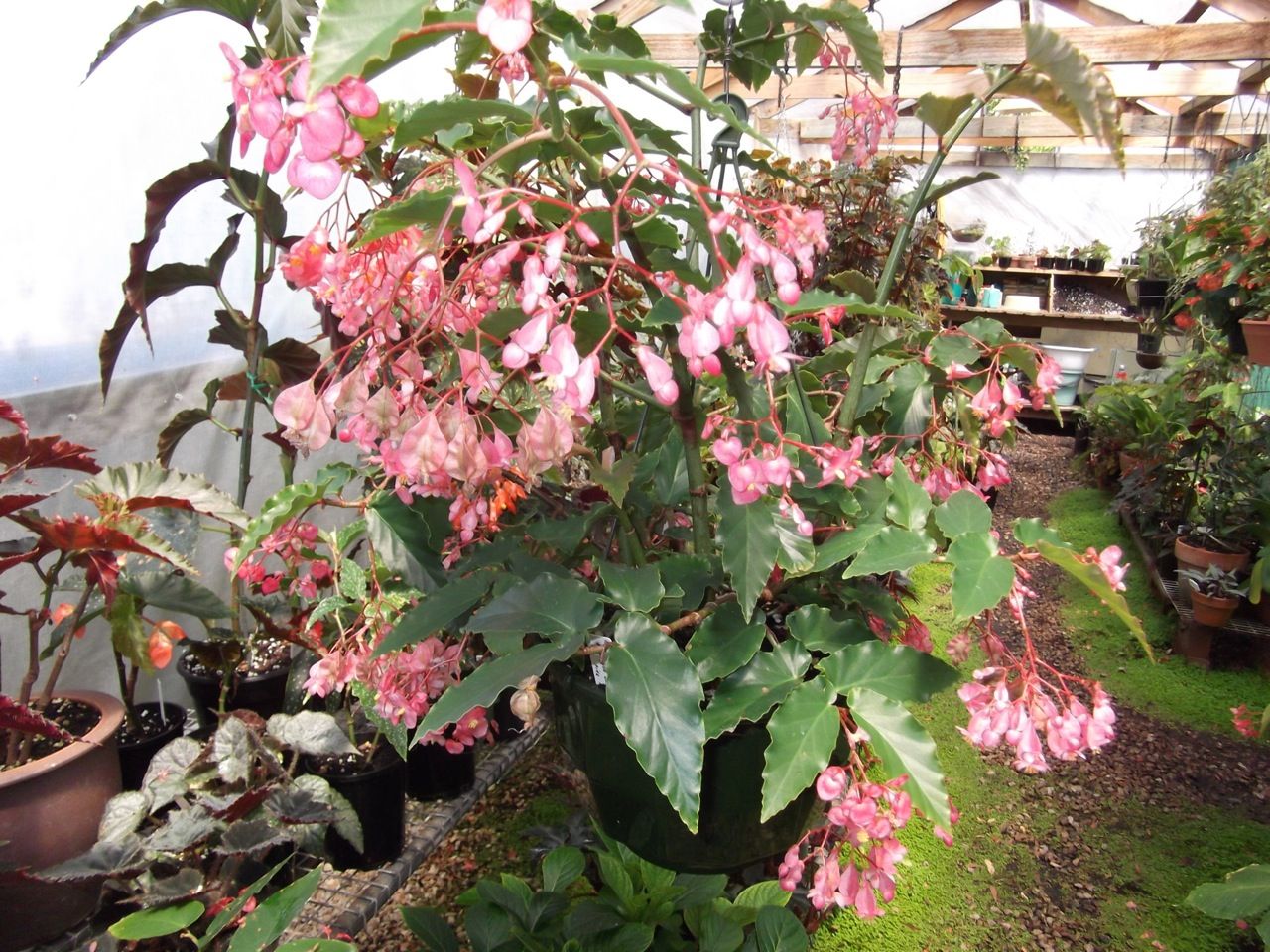 B. ‘Sharon Jodi’